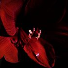 Amaryllis