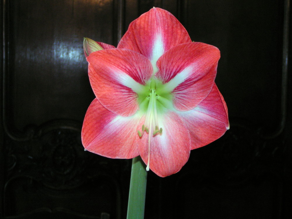 Amaryllis