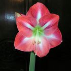 Amaryllis