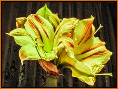 Amaryllis ...