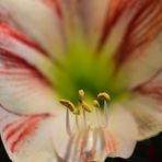 [ Amaryllis ]