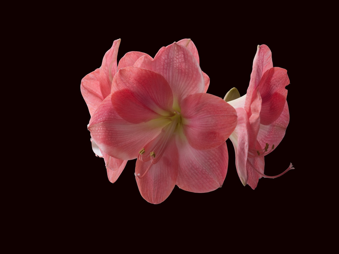 AMARYLLIS