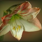 Amaryllis