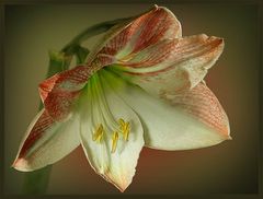 Amaryllis