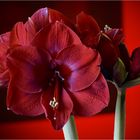 amaryllis