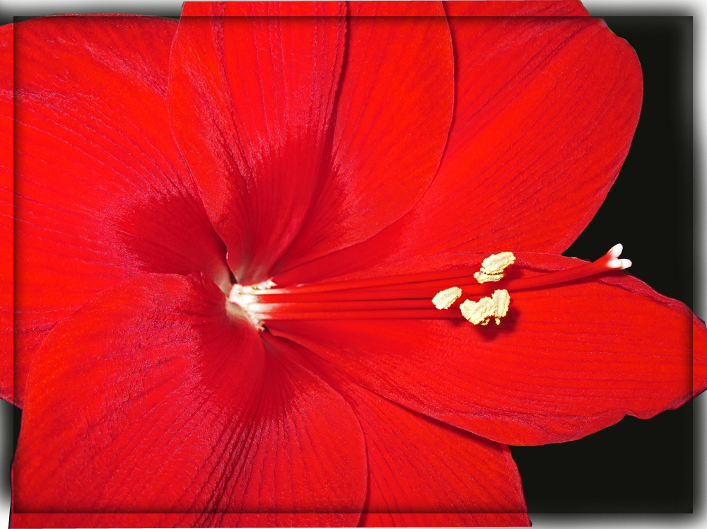 Amaryllis