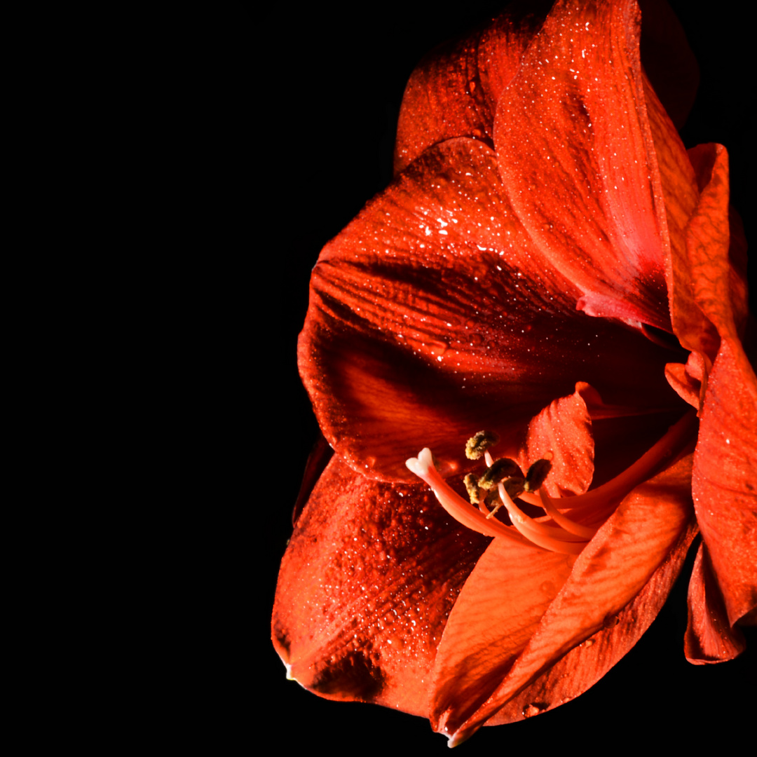 Amaryllis