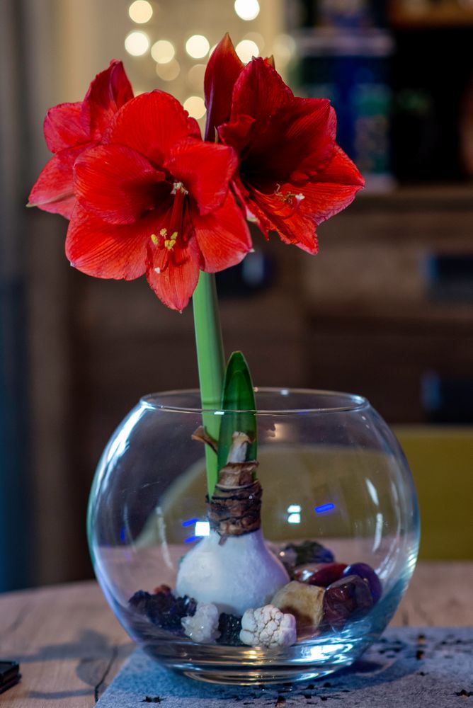 Amaryllis Foto & Bild weihnachten, natur, stillleben Bilder auf