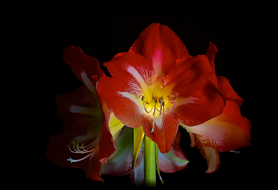 Amaryllis ...