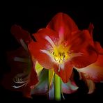 Amaryllis ...