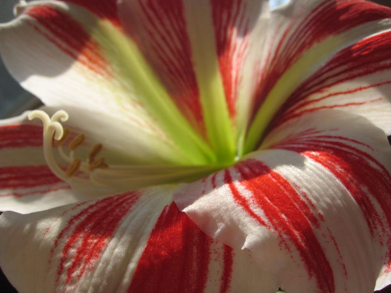 amaryllis