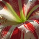 amaryllis