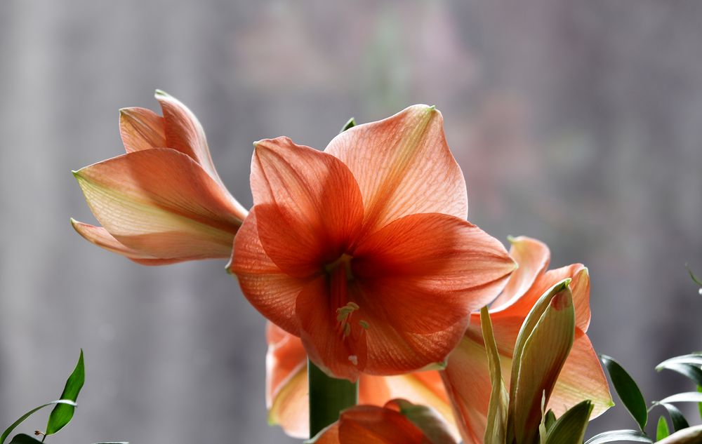 Amaryllis