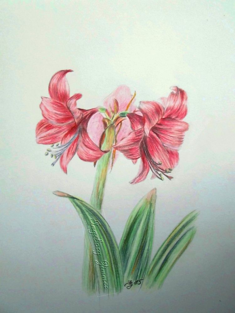 Amaryllis