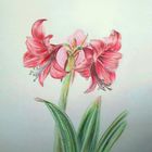 Amaryllis