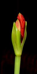 Amaryllis