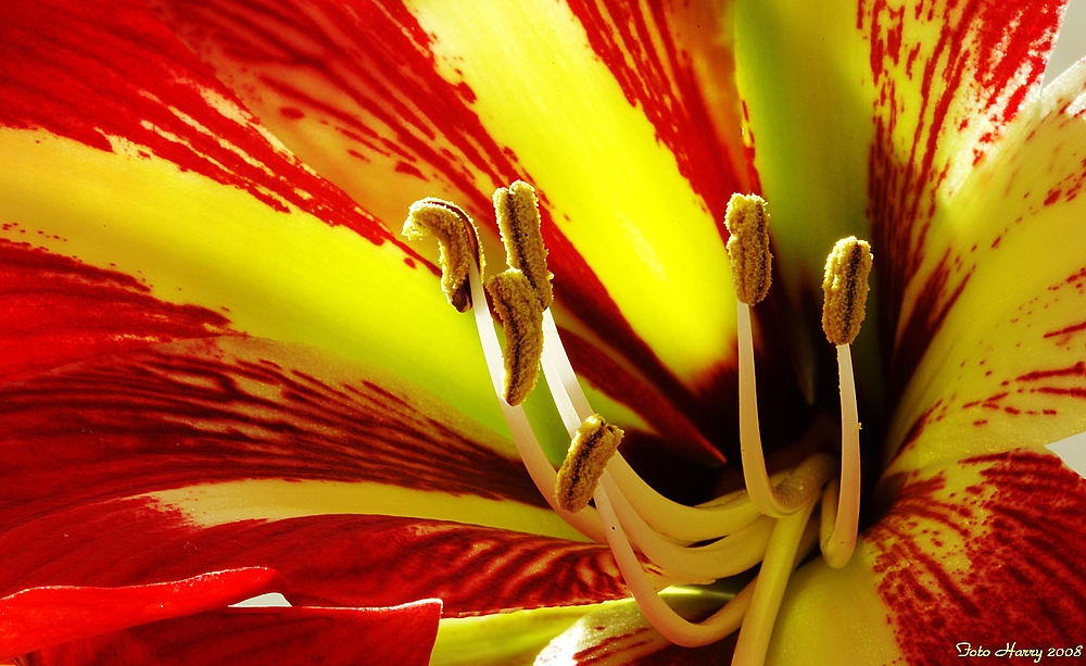 Amaryllis