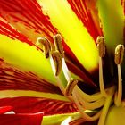 Amaryllis