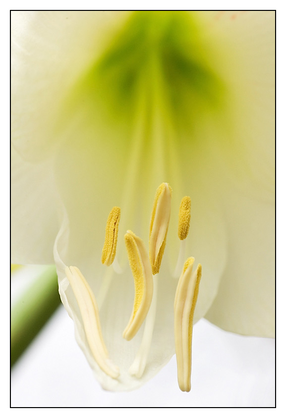 Amaryllis