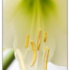 Amaryllis