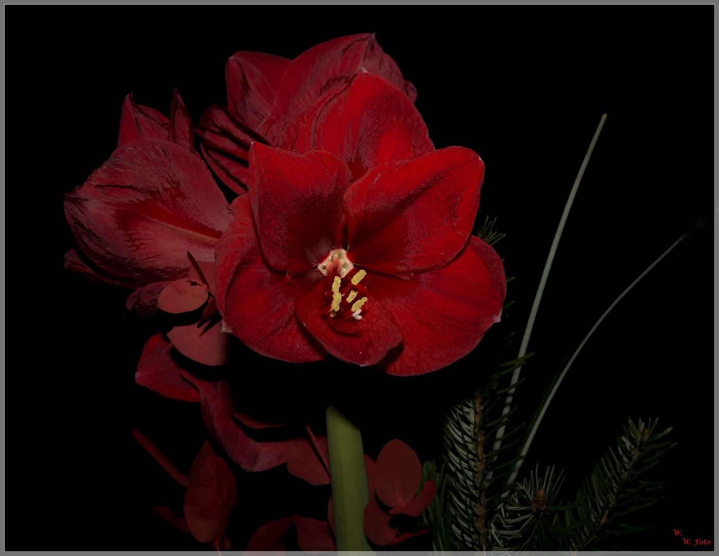 Amaryllis