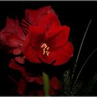 Amaryllis