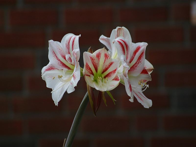 Amaryllis