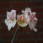 Amaryllis