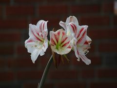 Amaryllis