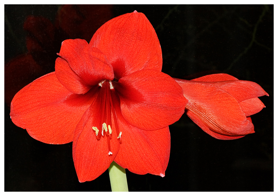 Amaryllis