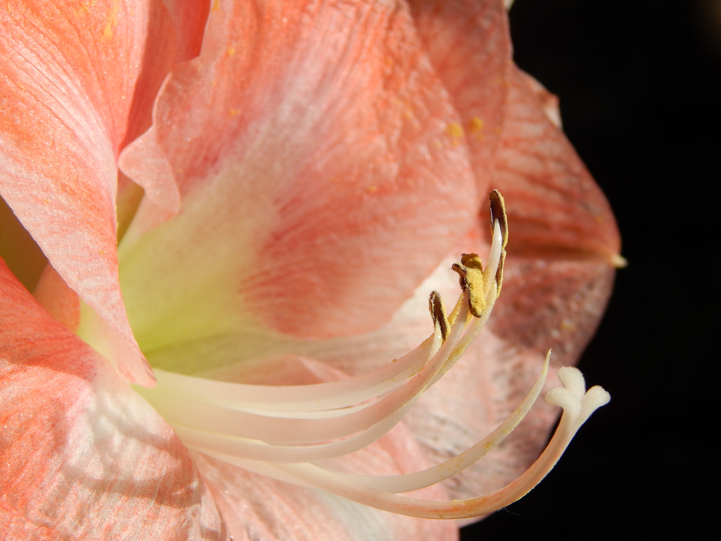 Amaryllis