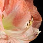 Amaryllis