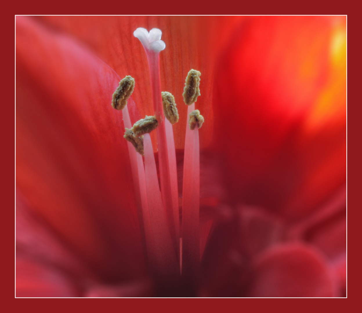 Amaryllis...