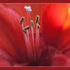 Amaryllis...