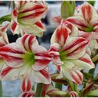 AMARYLLIS