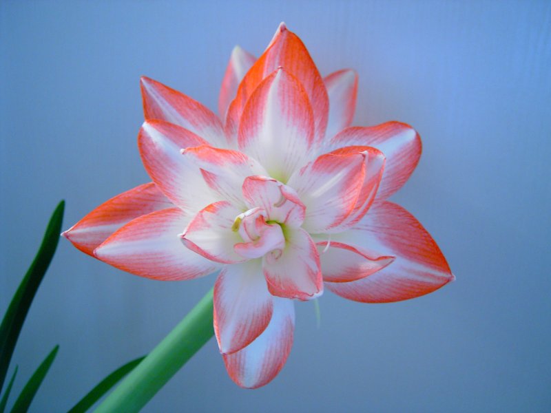 Amaryllis