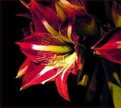 Amaryllis