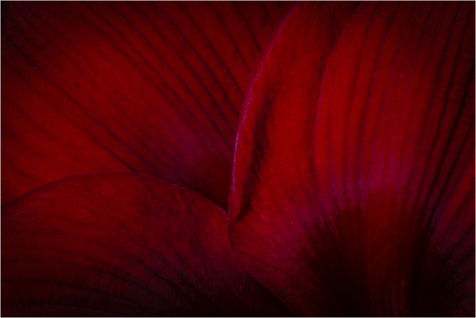 AMARYLLIS