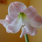 Amaryllis