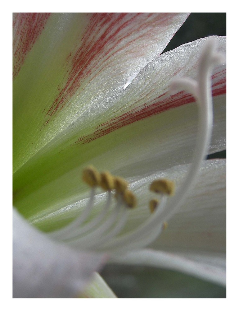 Amaryllis von Kerstin Jordan