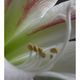 Amaryllis