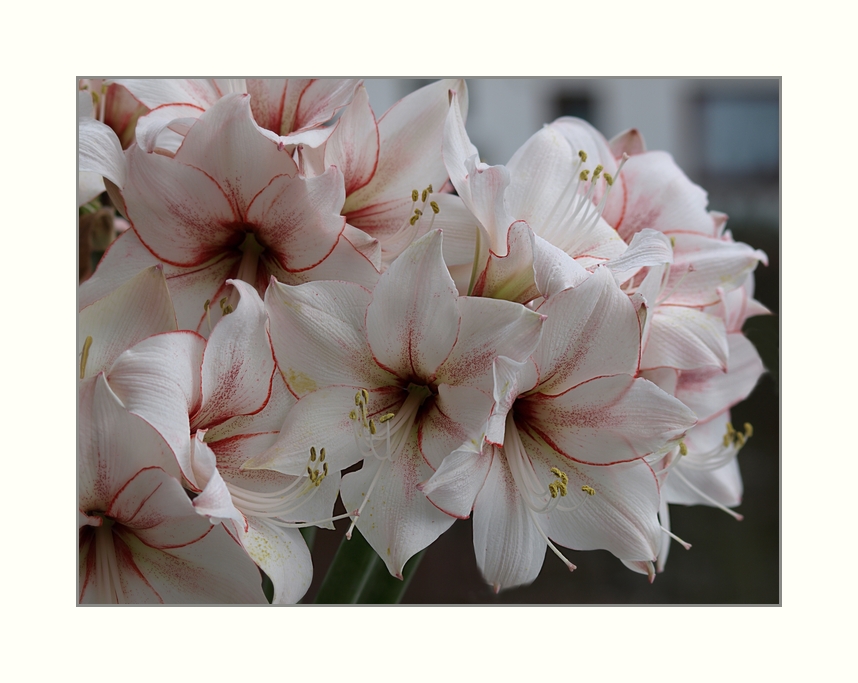 Amaryllis