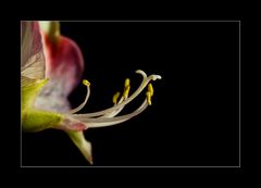 Amaryllis fine art 4