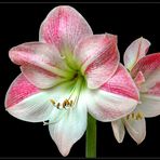 Amaryllis Flamenco Queen