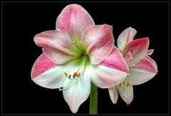 Amaryllis Flamenco Queen