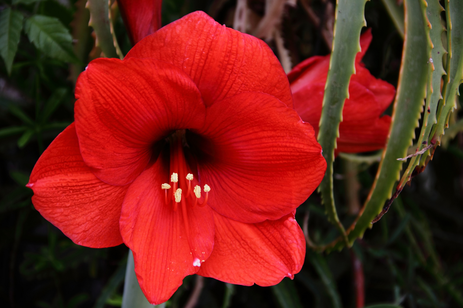 Amaryllis flower