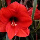 Amaryllis flower