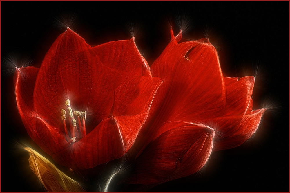 AMARYLLIS-FRACTALIUS