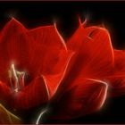 AMARYLLIS-FRACTALIUS