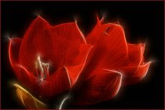 AMARYLLIS-FRACTALIUS